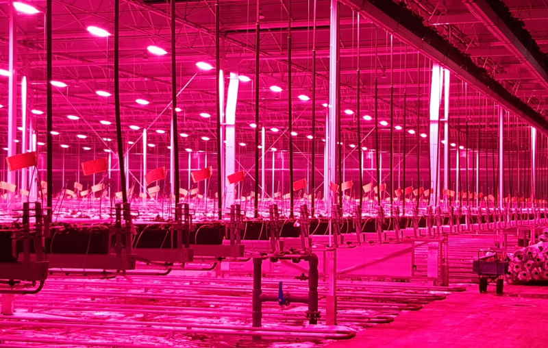 aardbeien teelt led verlichting